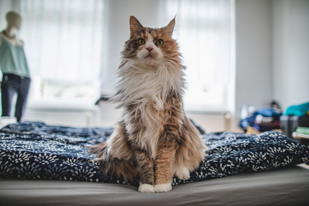 Característica del gato que pierde pelo