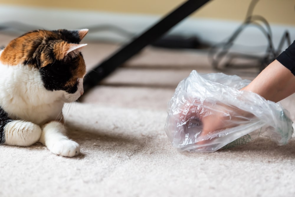 Gato vomitando bolas de pelo