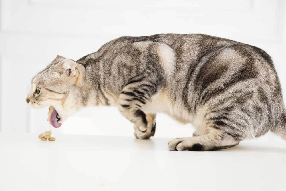 Una imagen de un gato en medio del vómito.