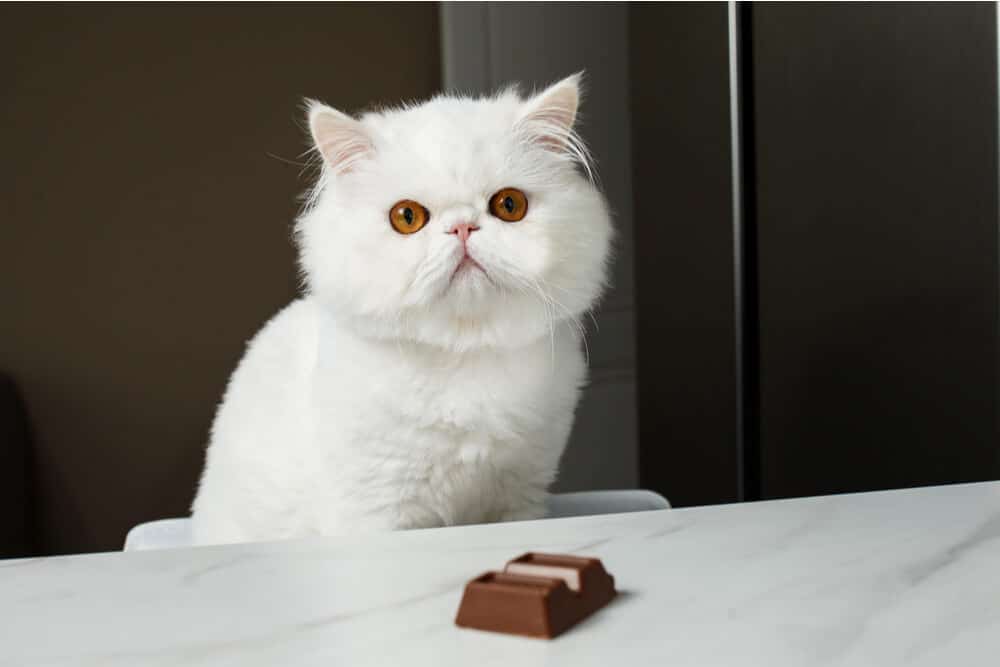 Imagen que ilustra un gato con chocolate, subrayando los peligros del consumo de chocolate para los gatos.