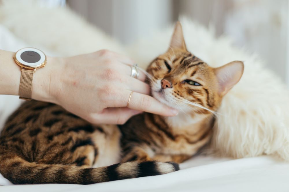 Persona que acaricia a un gato causa la caída del pelo en los gatos