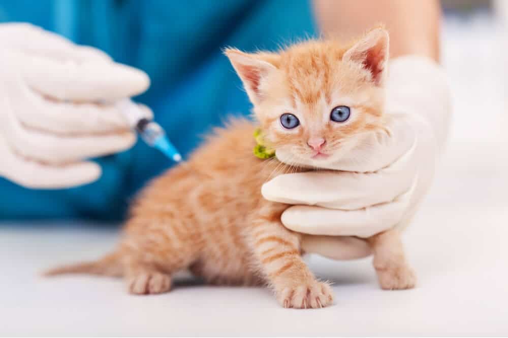 Vacuna contra el moquillo para gatos