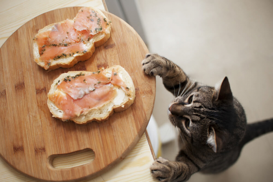 15 Alimentos humanos que son venenosos y tóxicos para los gatos