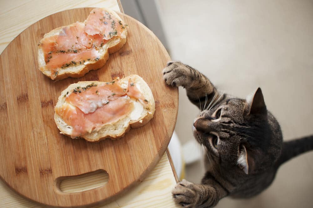 Alimentos venenosos para los gatos