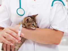 Kitten Getting Vaccinated