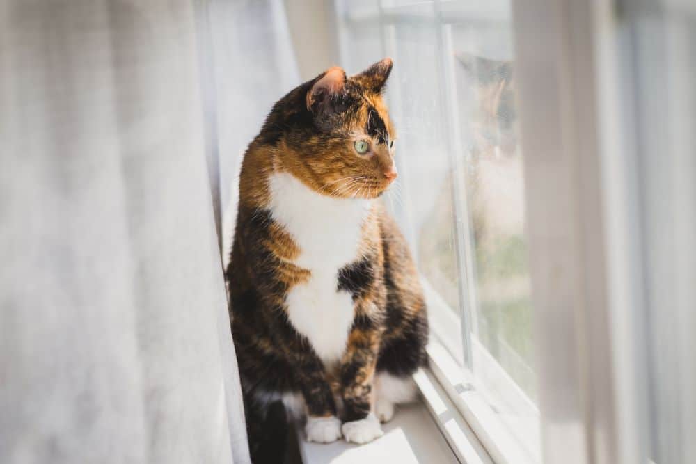 Síntomas de piómetra en gatos