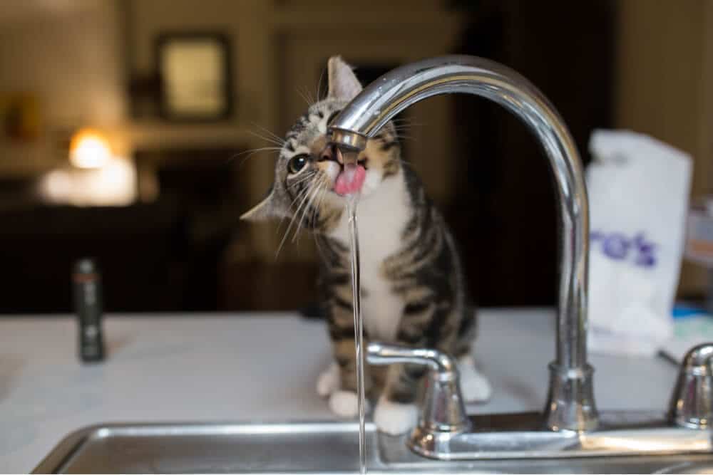 Gato curioso en un cuenco de agua, bebiendo más agua de lo habitual. La expresión atenta del gato y la cabeza agachada indican su mayor interés en la fuente de agua.