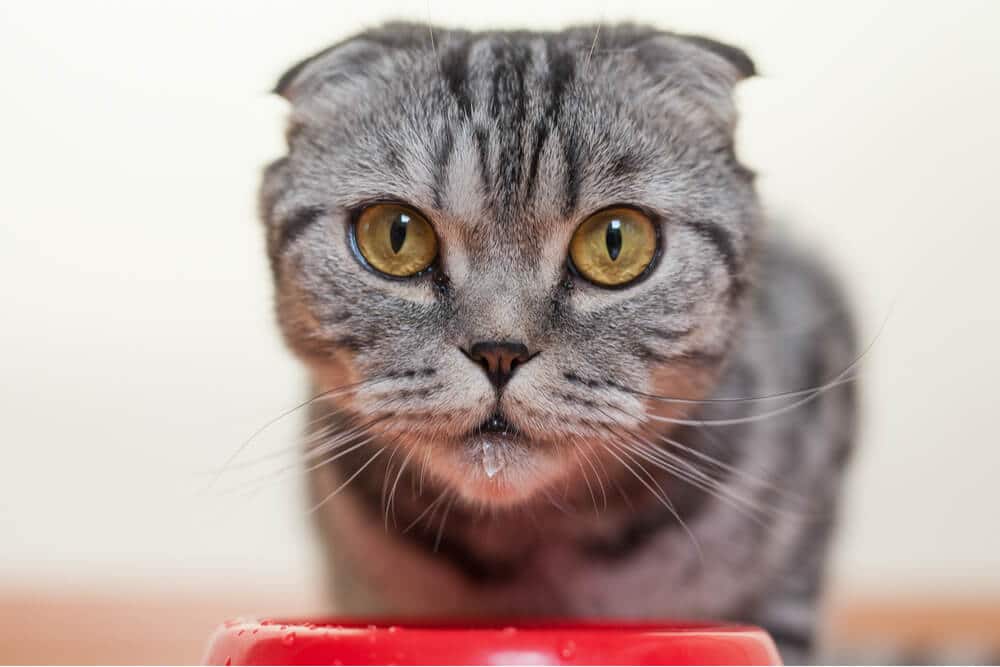 Gato alerta bebiendo agua de un recipiente, lo que demuestra un aumento de sed. La postura concentrada del gato y el acto de beber sugieren una mayor ingesta de agua.