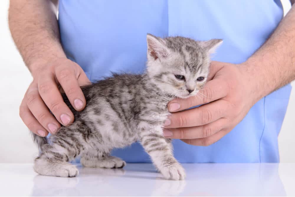 Fotografía de un gatito con moquillo felino en el veterinario