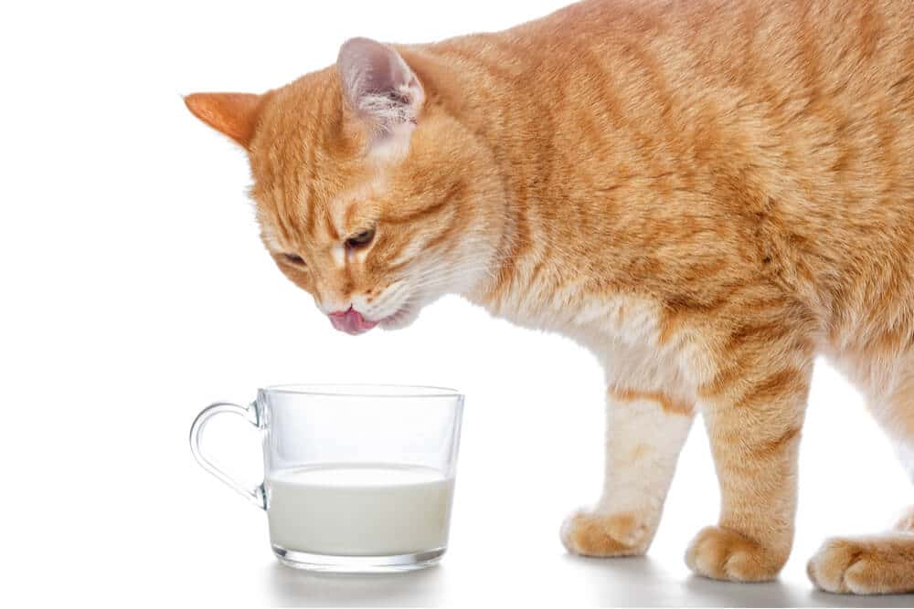 ¿Pueden los gatos beber leche?