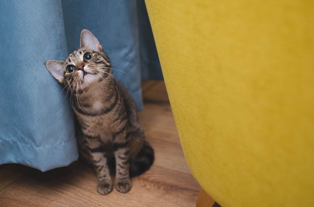 ¿Pueden los gatitos comer comida para gatos?