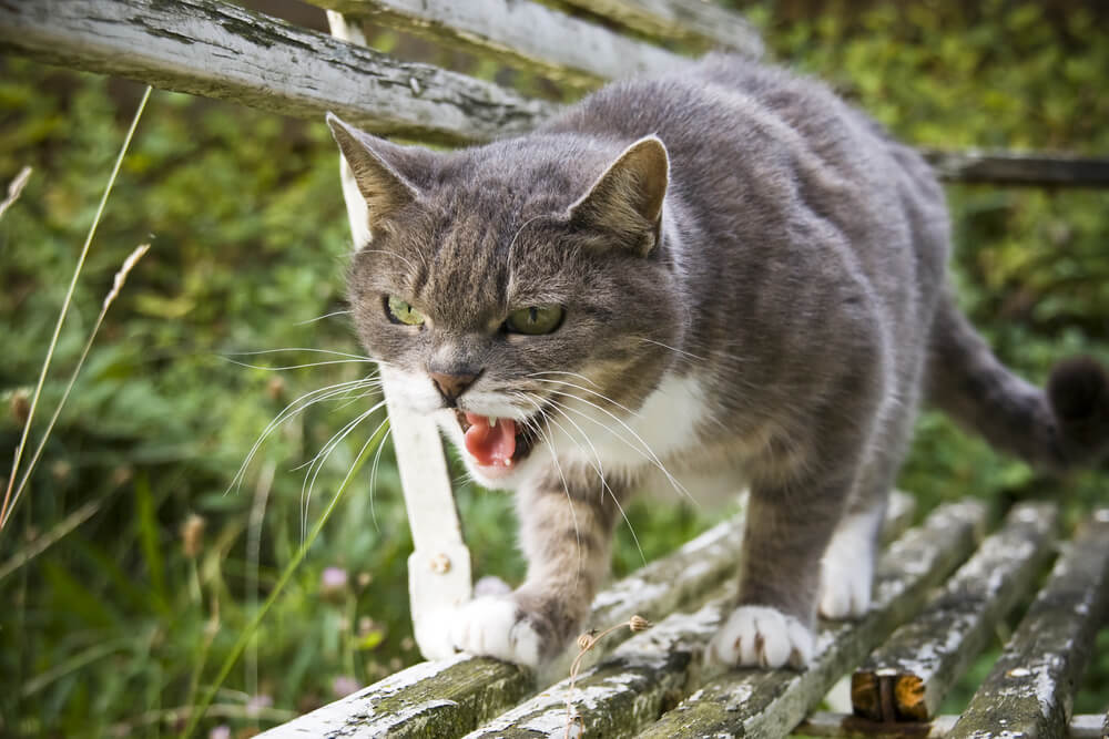 gato silbando al aire libre