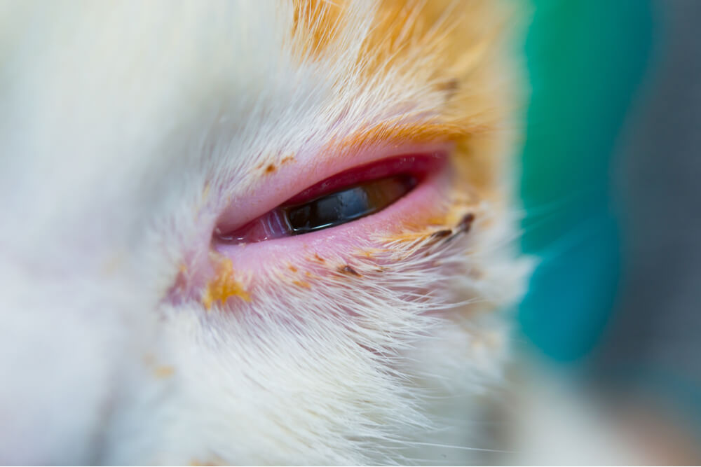 Primer plano de conjuntivitis en el ojo de un gato