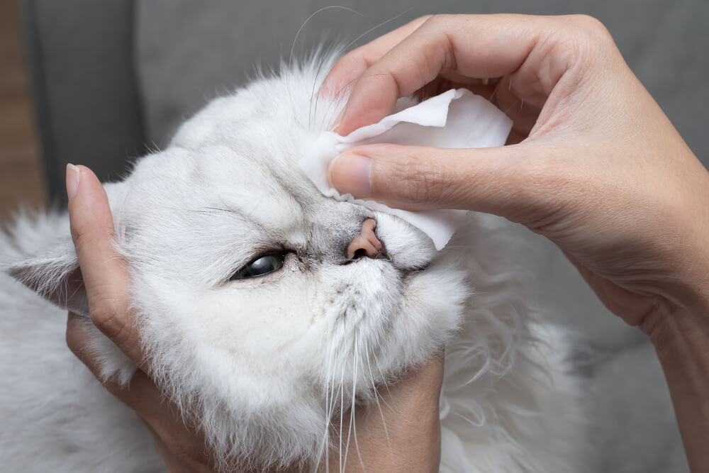 humano limpiando los ojos del gato