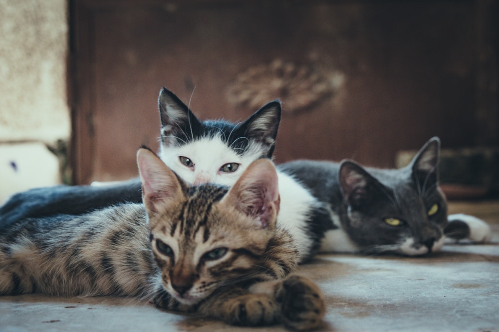 Fotografía de un grupo de gatos con potencial de transmisión de leucemia felina