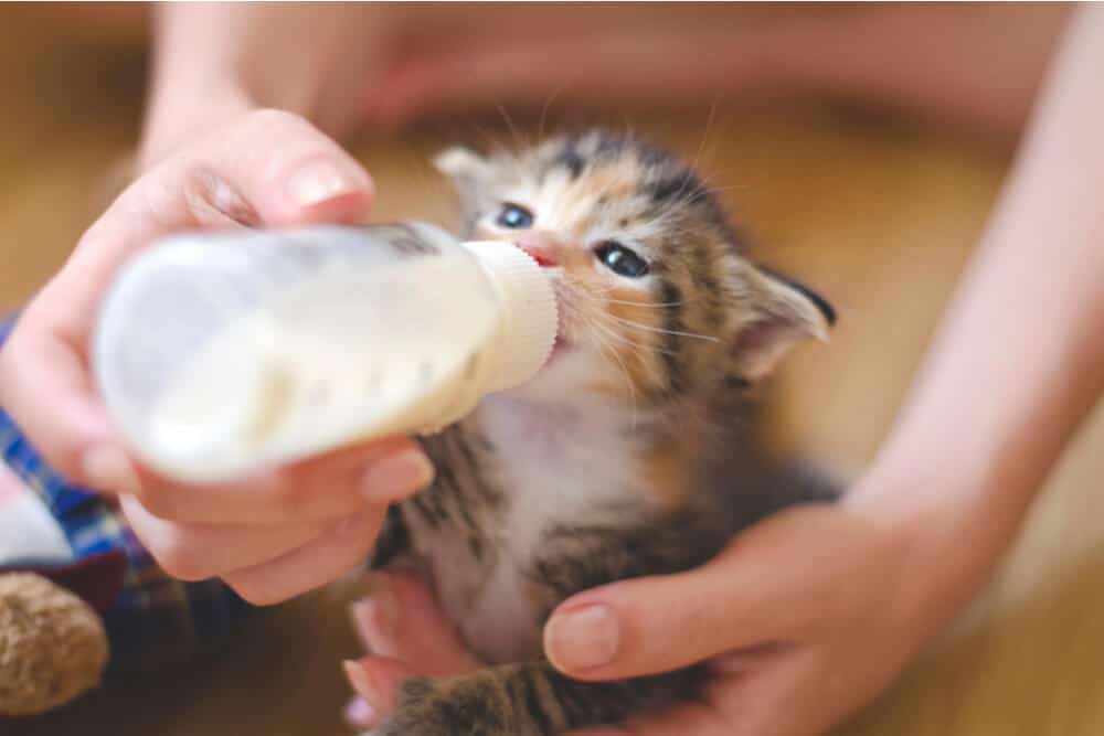 Una adorable imagen que captura el entrañable momento de un gatito bebiendo leche de un biberón.