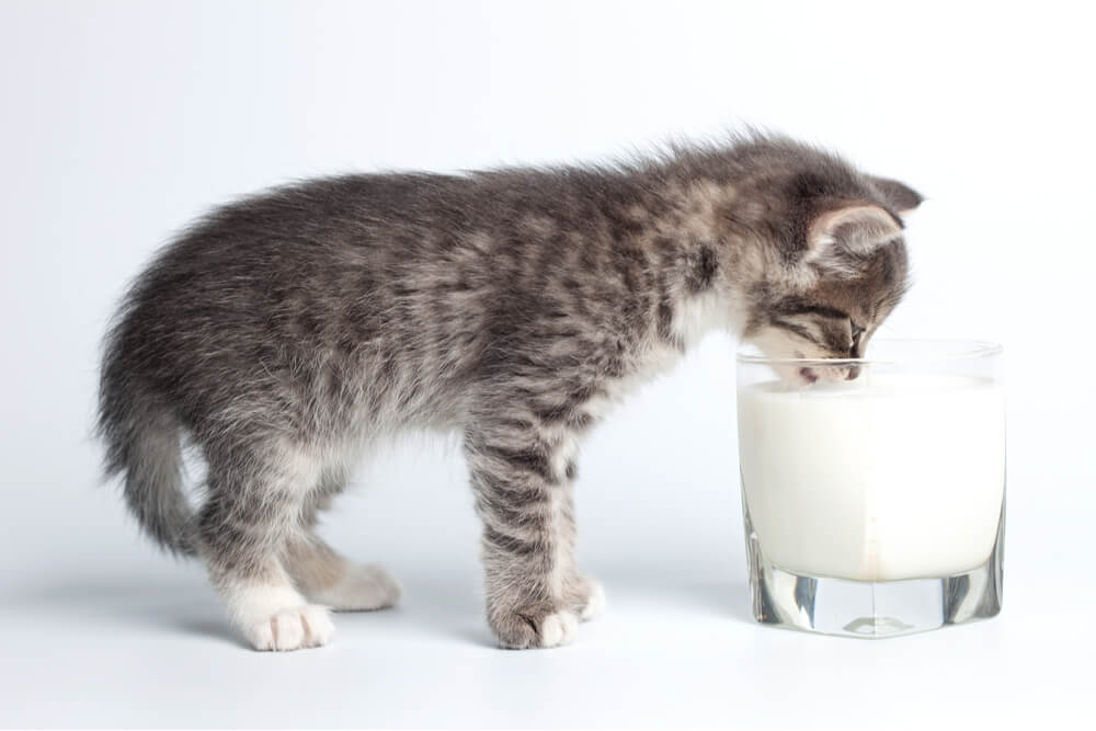 Una imagen entrañable que captura la inocencia de un gatito bebiendo leche de un vaso.