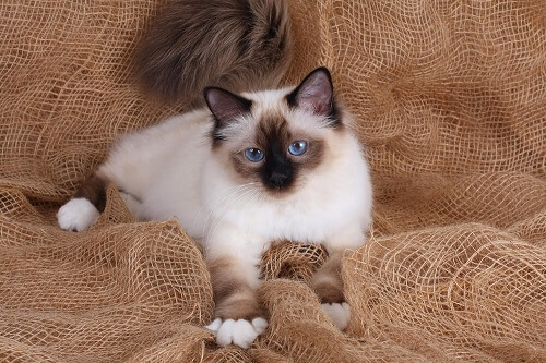 Precioso gato birmano con llamativos ojos azules y un pelaje lujoso.