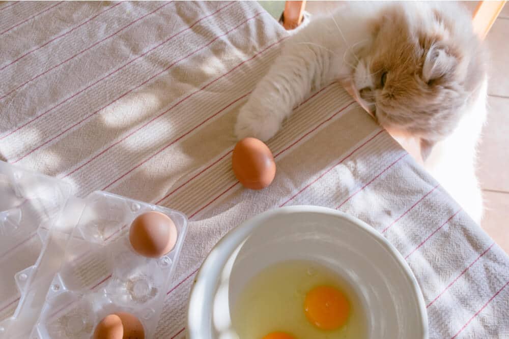 Imagen que muestra a un gato explorando con curiosidad unos huevos sobre una mesa, con un huevo abierto sobre un plato.