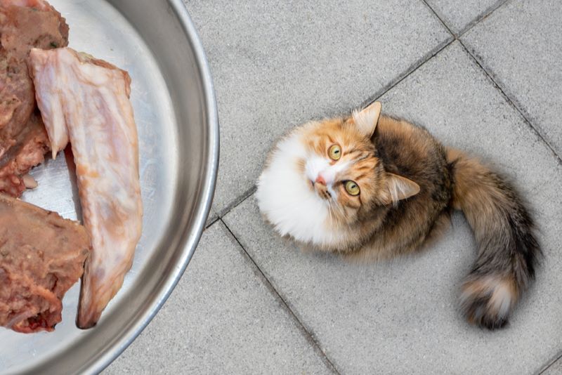 ¿Pueden los gatos comer pollo crudo?