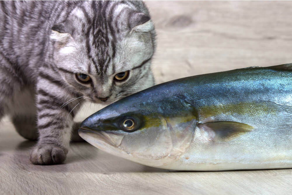 Explorando la cuestión de si los gatos pueden comer atún, con un enfoque en las consideraciones dietéticas felinas.