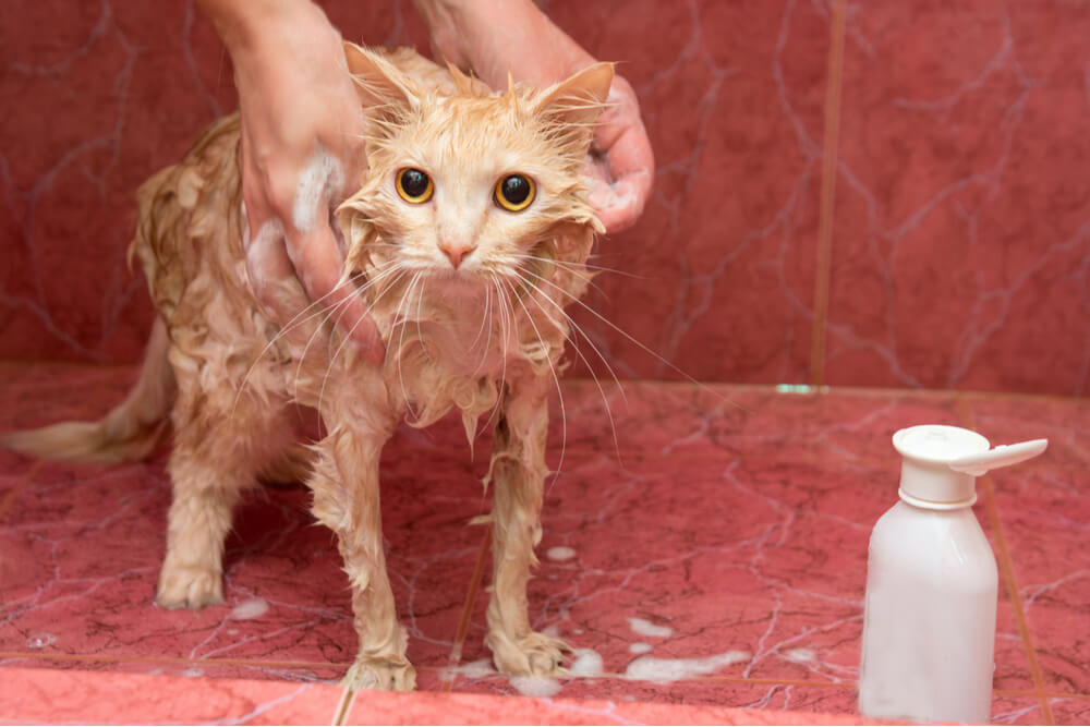 Gato siendo bañado