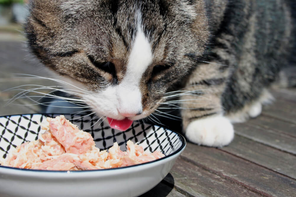 Cautivadora imagen de un gato saboreando una golosina de atún.