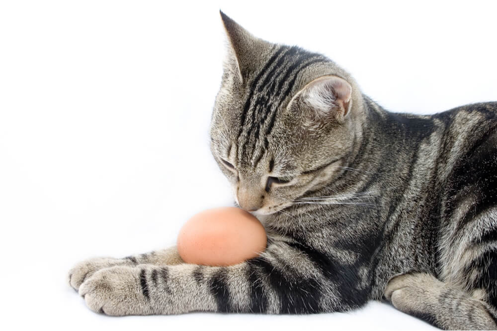 Imagen que captura la mirada curiosa de un gato dirigida a un huevo.