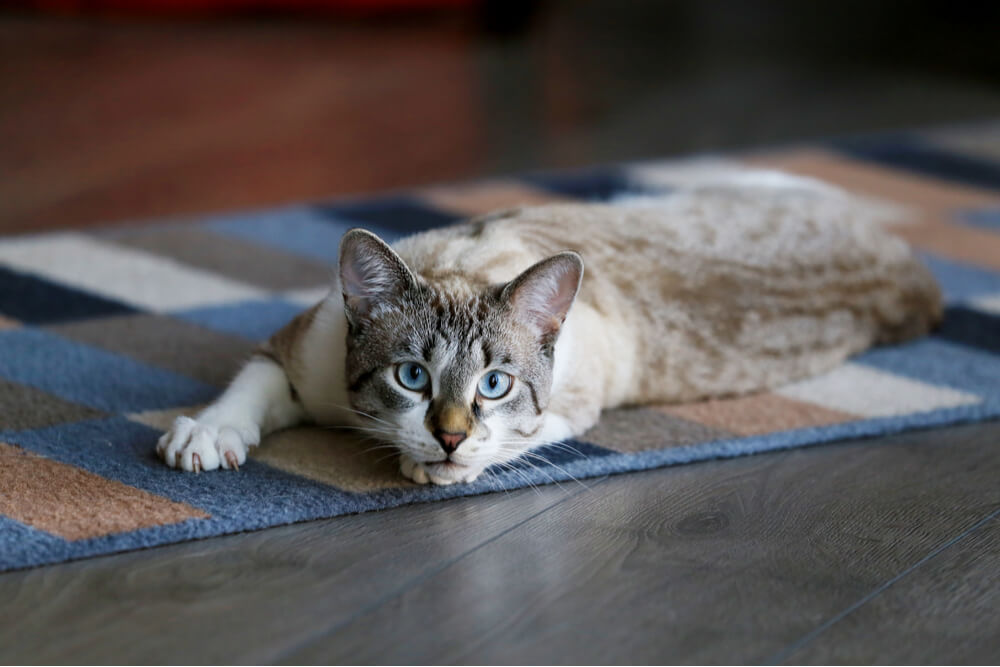 Característica de los gusanos de gato