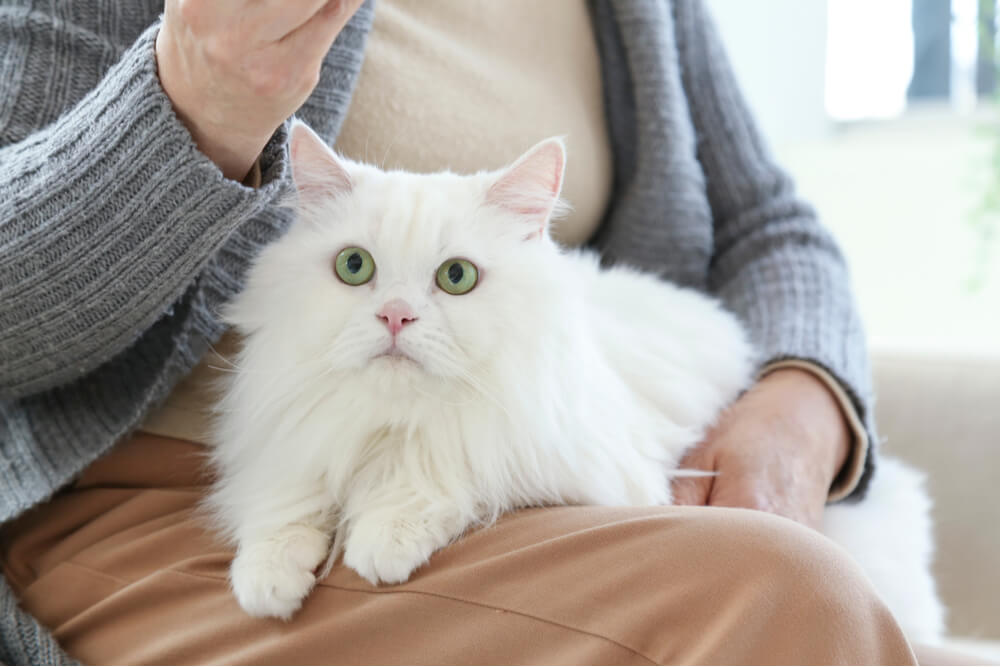 Síntomas de gusanos en gatos