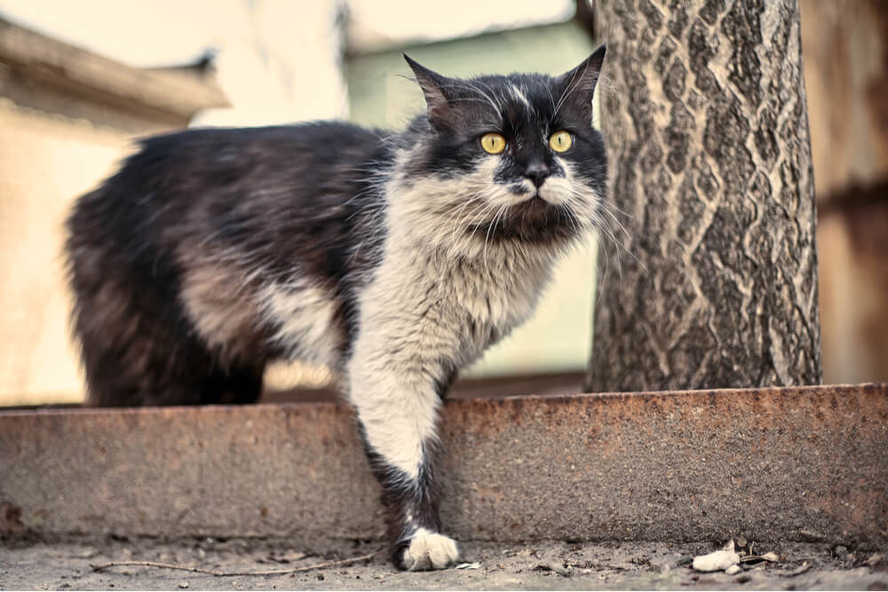 Cómo bañar a un gato Razones para bañar a un gato