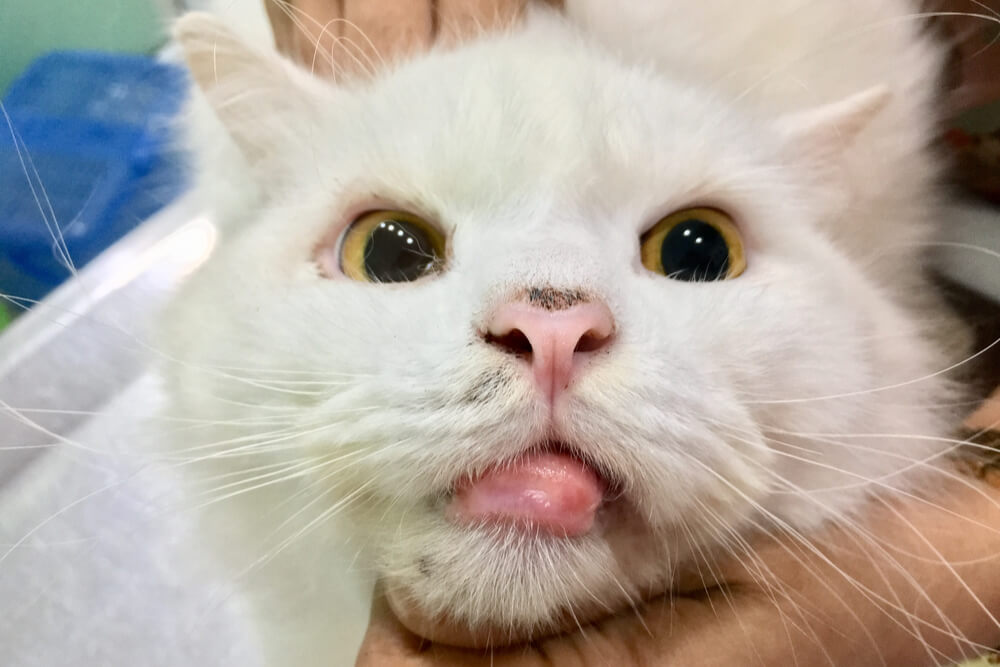 Ejemplo fotográfico de granuloma eosinofílico en gatos