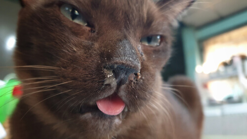 Imagen que representa la abreviatura FCV, que representa el Calicivirus felino en gatos.