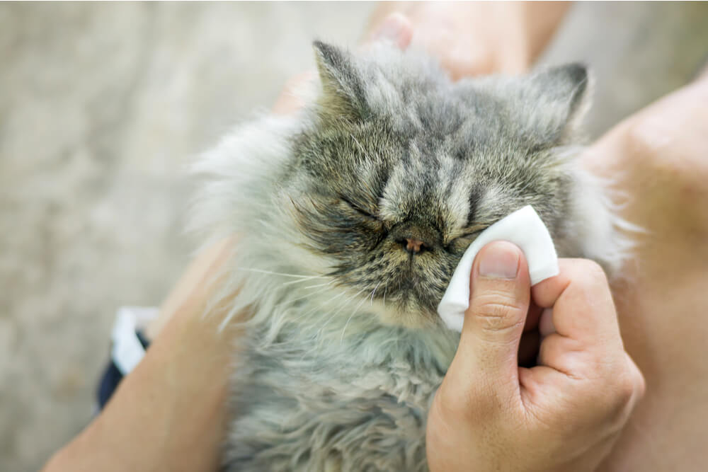 Cómo bañar los ojos y las orejas de un gato