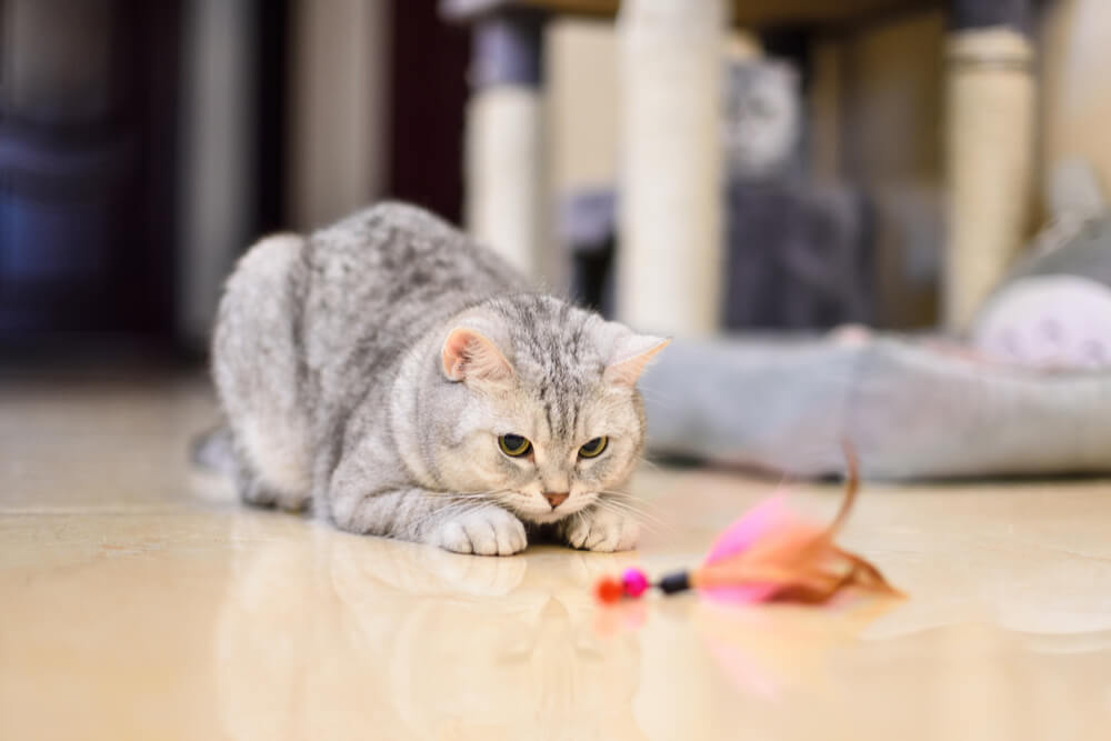 Supervisión de un gato con epilepsia, con un dueño atento que monitorea de cerca el bienestar del gato y sus convulsiones, demostrando un cuidado dedicado.