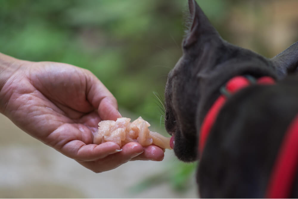 Imagen de advertencia que muestra los riesgos asociados con el consumo de pollo crudo por parte de los gatos y destaca los posibles peligros y preocupaciones para la salud.