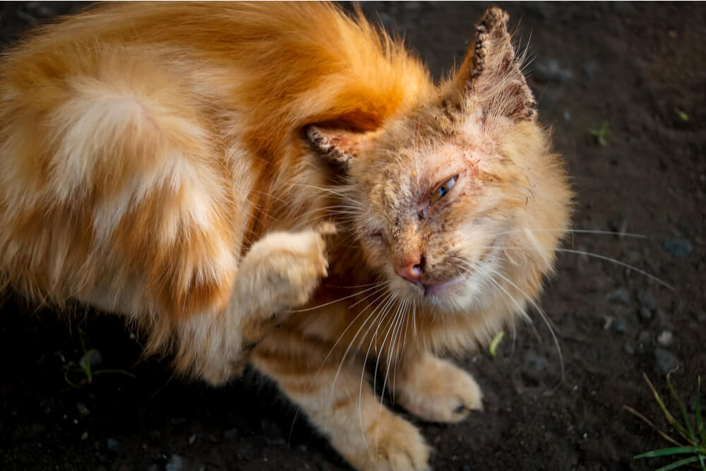 Síntomas de la sarna en los gatos