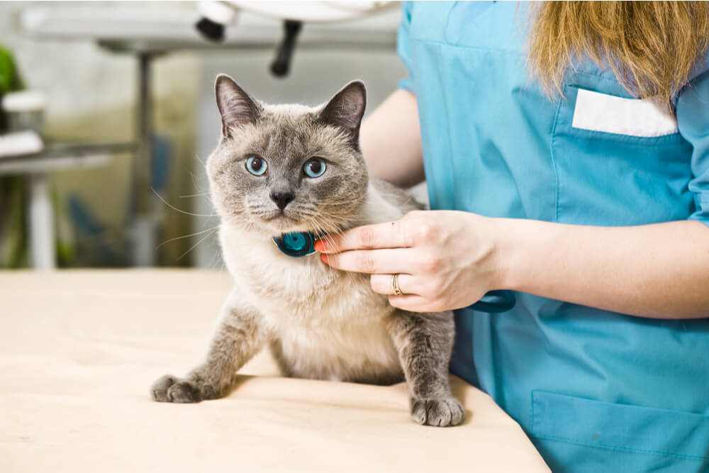 Efectos secundarios del clorambucilo para gatos