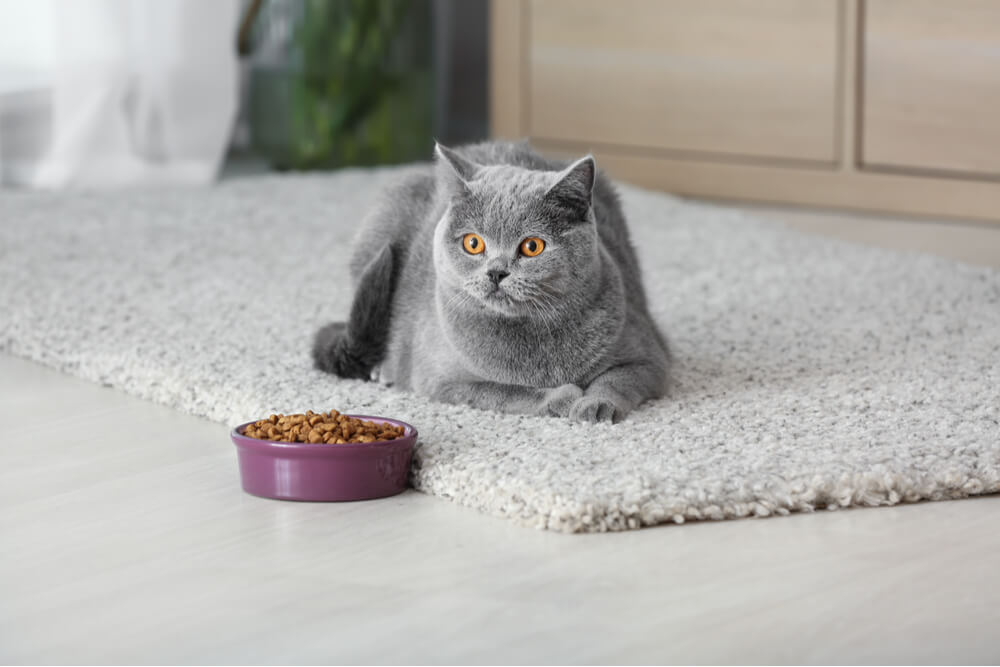 Una imagen que retrata a un dueño de gato preocupado observando a un gato que se niega a comer su comida.