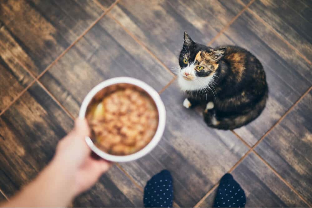 Una imagen que muestra a un dueño de gato preocupado junto a un plato de comida para gatos que permanece intacto.