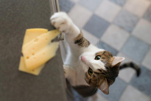 Imagen que muestra a un gato intentando robar un trozo de queso.