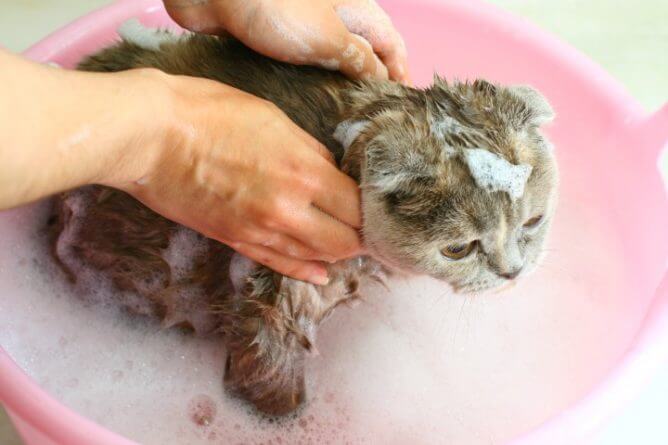 gato mojado en la ducha