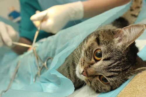 Cirugía de esterilización para gatos.