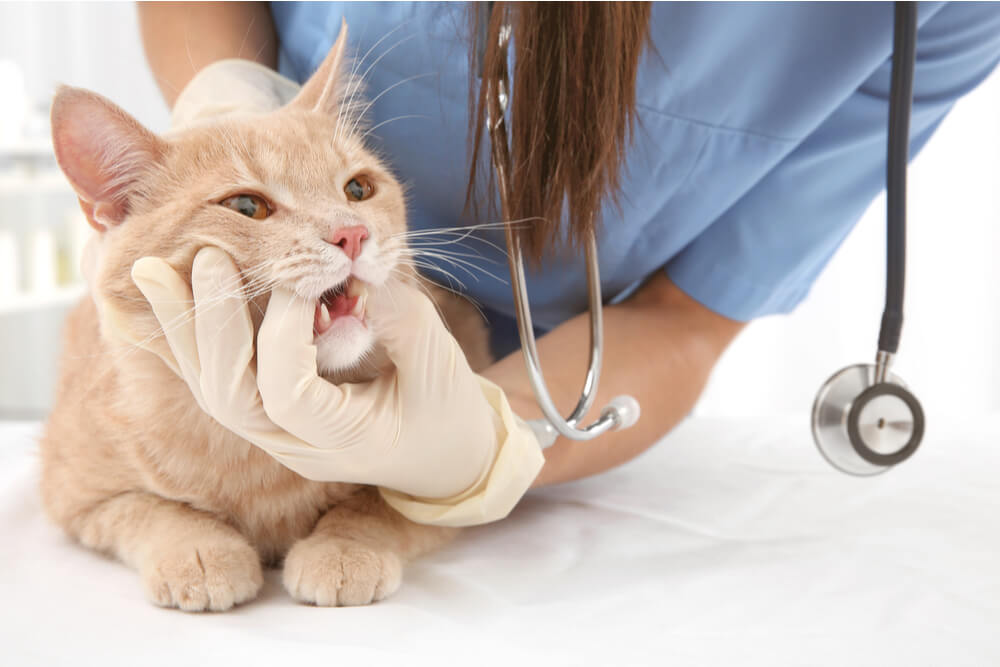 Síntomas de gingivitis en gatos