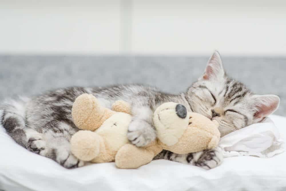 Imagen de un gato descansando con un juguete mientras experimenta un resfriado.