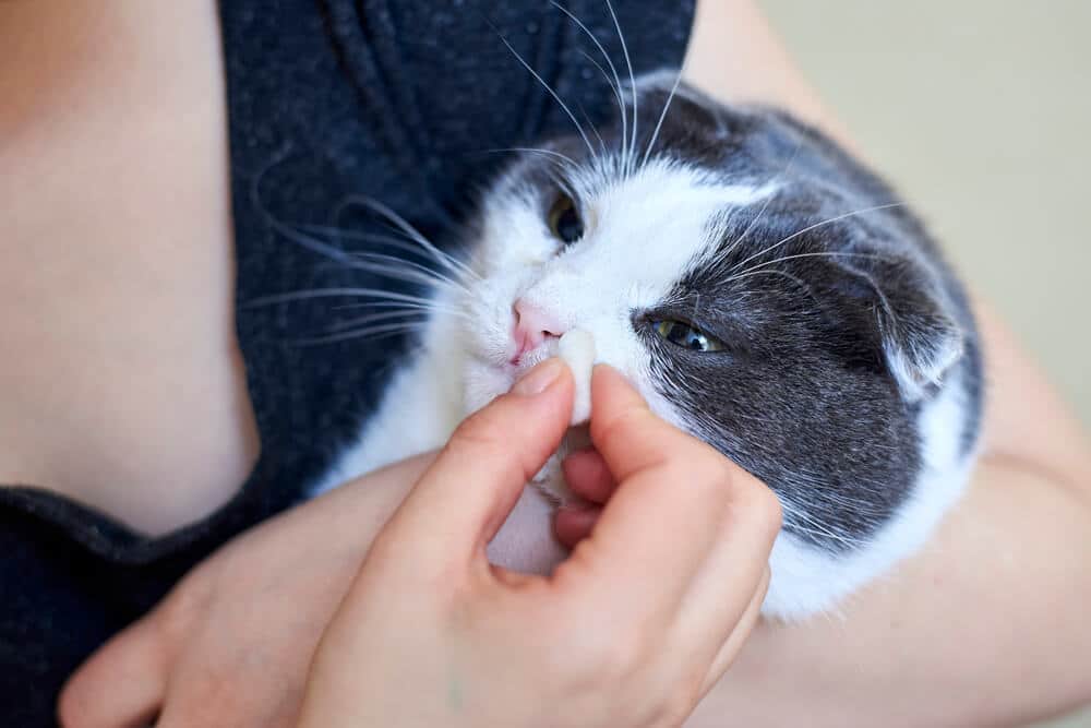 Gato resfriado, en la foto limpiándose la nariz con una pata, mostrando signos de enfermedad y malestar.