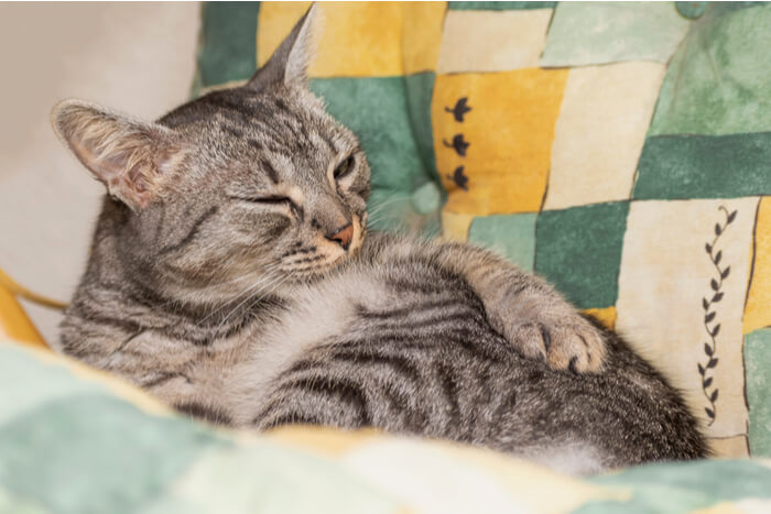 Una imagen de un gato ocupado acicalando el pelaje de su vientre.