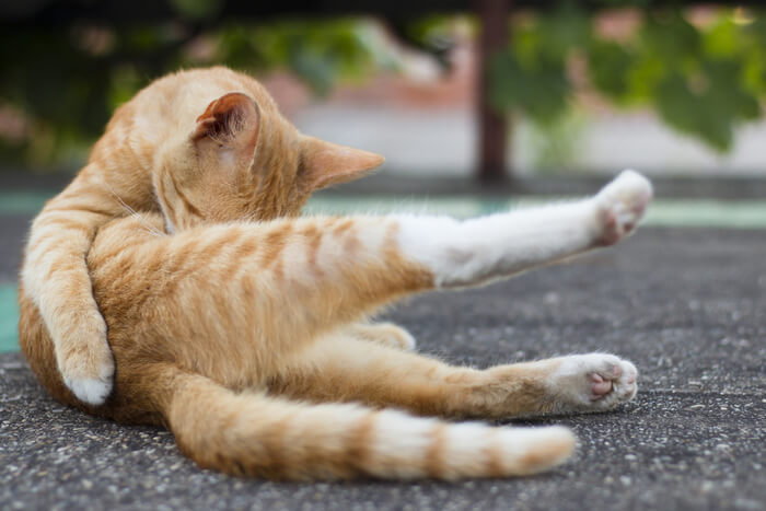 Gato atento lamiéndose la pata diligentemente, mostrando su meticuloso comportamiento de aseo y rutina de cuidado personal.