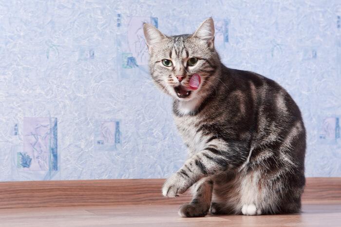 Característica del gato que se arranca el pelo