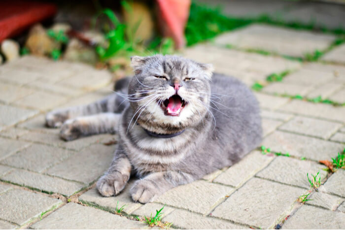 Una imagen que captura a un gato en el acto de estornudar.